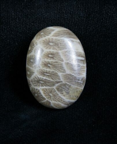 Polished Fossil Coral Cab - Indonesia (small) #4630